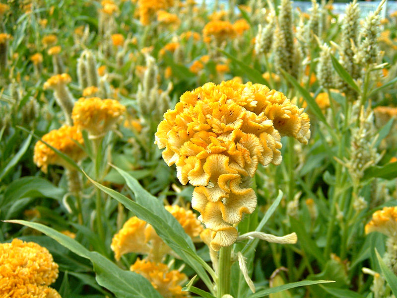 راهنمای نگهداری و پرورش گیاهان آپارتمانی - گل تاج خروس رشته‌ای